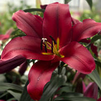 Цибулини лілії з гігантським квіткою Pauillac (1 шт.)