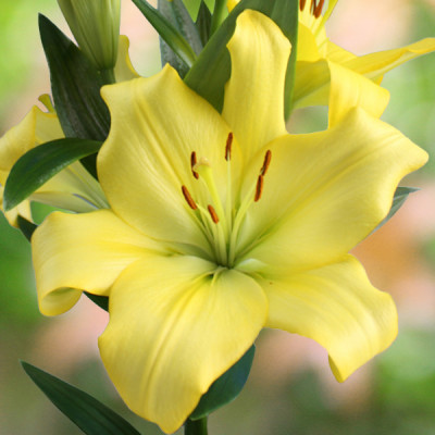 Цибулини лілії LA гібрид Yellow miracle 12/14 (1 шт.)