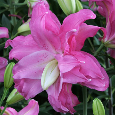 Цибулини лілії орієнтальна махрова Lotus Joy 14/16 (1 шт.)