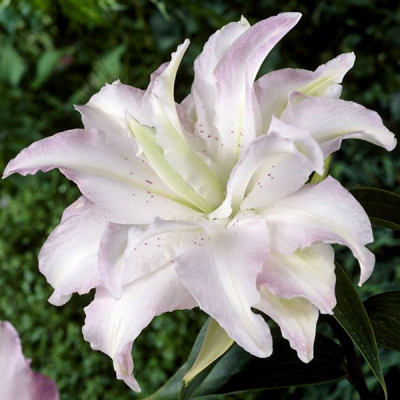 Цибулини лілії орієнтальна махрова Miss Lucy 14/16 (1 шт.)