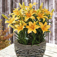 Цибулини лілії низькоросла Buff Pixie (1 шт.)