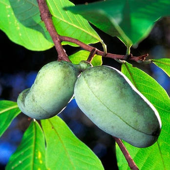 Саджанці азимины 2-річної