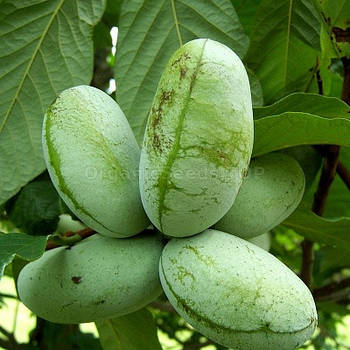 Саджанці азимины 1-річної