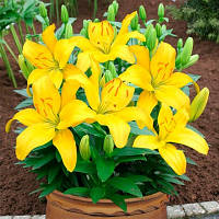 Цибулини лілії низькоросла Rio de Janeiro (1 шт.)