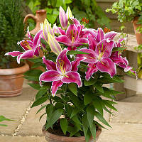 Цибулини лілії низькоросла Showwinner 12/14