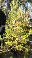 Сосна обыкновенная PINUS SYLVESTRIS C35 l h2 50