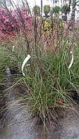 Мискантус китайский Грацилимус miscanthus sinensis Gracillimus c 3 l h 70-80