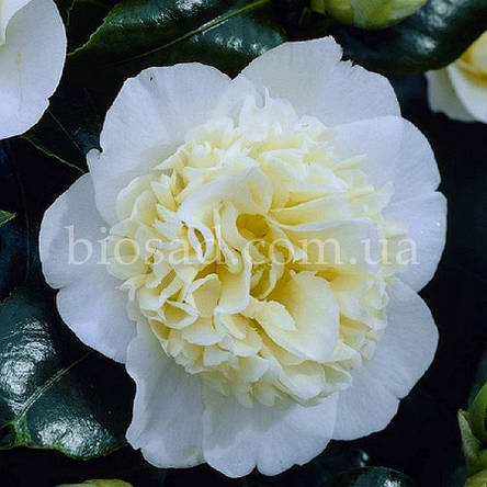 Камелія японська Brushfield's Yellow, фото 1