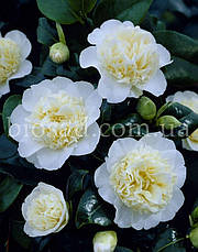 Камелія японська Brushfield's Yellow, фото 3