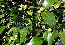 Камелія японська Brushfield's Yellow, фото 4