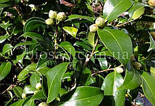 Камелія японська Brushfield's Yellow, фото 3