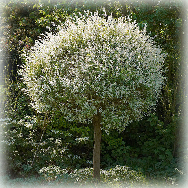 Ива Hakuro Nishiki (Хакуро Нишики) на Штамбе — Купить Недорого на Bigl ...