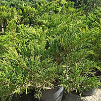 Ялівець козацький Juniperus sabina  с15L h 60-80