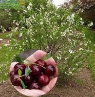 Вишня Кармін Джвел/Prunus 'Carmine Jewel' С10/Н60-80
