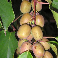 Актинідія гостролиста 'Weiki'/ Actinidia arguta 'Weiki' С3 /Н 100-150