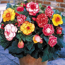 Насіння бегонії