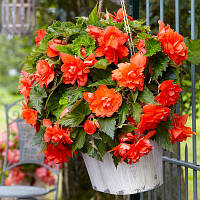 Бульби БЕГОНІЯ ампельна з гігантськими квітками Помаранчева (1 шт.)