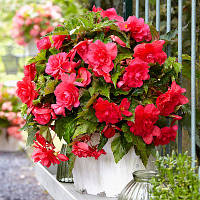 Бульби БЕГОНІЯ ампельна з гігантськими квітками Рожева (1 шт.)