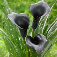 Клубни Калла Black Diamond 18/20