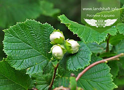 Corylus avellana 'Mortarella', Ліщина європейська (фундук) 'Мортарелла',C20 - горщик 20л