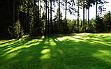 Тіньовий газон( Садово-парковий газон) 10 кг. Урожай 2022рік, фото 7