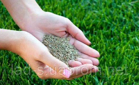Газонная трава Игровой газон от 5 кг.Урожай 2023 г. - фото 5 - id-p16889529