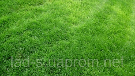 Газонная трава Игровой газон от 5 кг.Урожай 2023 г. - фото 4 - id-p16889529