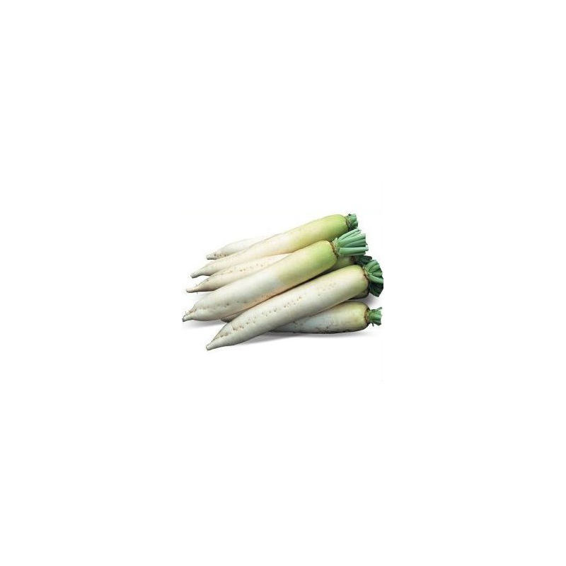 ТИТАН — насіння редьки 250 грамів, Kitano Seeds