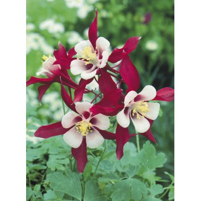 Саджанці АКВІЛЕГІЯ Crimson Star (1 шт.)