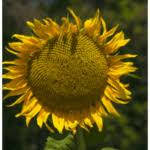 Насіння соняшнику Латитуда ОР Екстра, фото 2