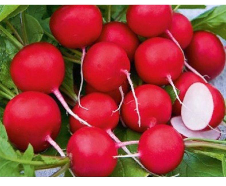 Насіння раннього редису сорт Сакса 2 SEMO 1кг, фото 1