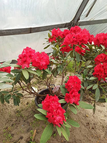 Рододендрон Rhododendron C45L h70-100 (ID#1012758436