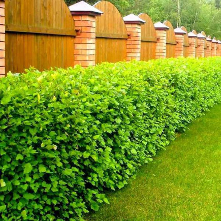 Пухироплідник головчастий Tilden Park контейнер 0.5 л, фото 1