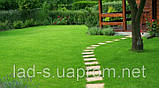 Газонна трава для ландшафтного дизайну 20кг., фото 4