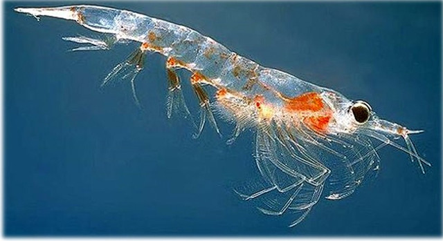 Кріль користь для людини Кріль і його користь