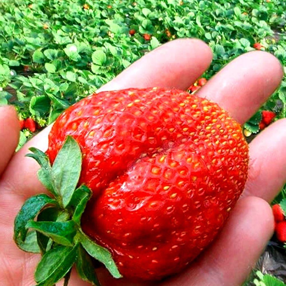 Полуниця " Гигантелла Максі " середньо-пізня, фото 1