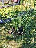 Аїр варієгатний, лепеха строката (Acorus calamus «Variegatus»), фото 3