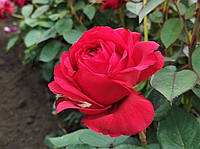 Саженцы роз Ля роз де Катре Вен, Роза 4 ветров ( La Rose des 4 Vents)