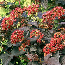 Бульбашник Ред Барон (контейнер 0,5л)