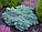 Ялівець лускатий 'Блю Стар' 3 річний Juniperus squamata 'Blue Star', фото 10
