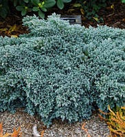 Можжевельник чешуйчатый 'Блю Стар' 3 года Juniperus squamata 'Blue Star'