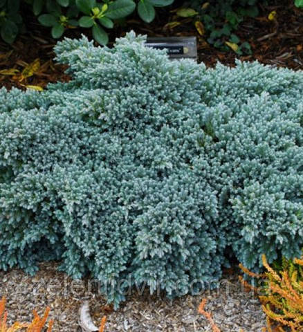 Ялівець лускатий 'Блю Стар' 3 річний Juniperus squamata 'Blue Star'