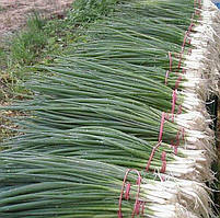 Насіння цибулі на зелень (на перо) ГЕРДА semo 50 г (20 000 насіння)
