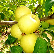 Яблуня Голд Крим (осіння)