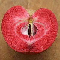 Яблоня красномясая Розетта (осенняя)