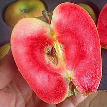 Яблуня червоном'яна Хіден роуз (осіння)