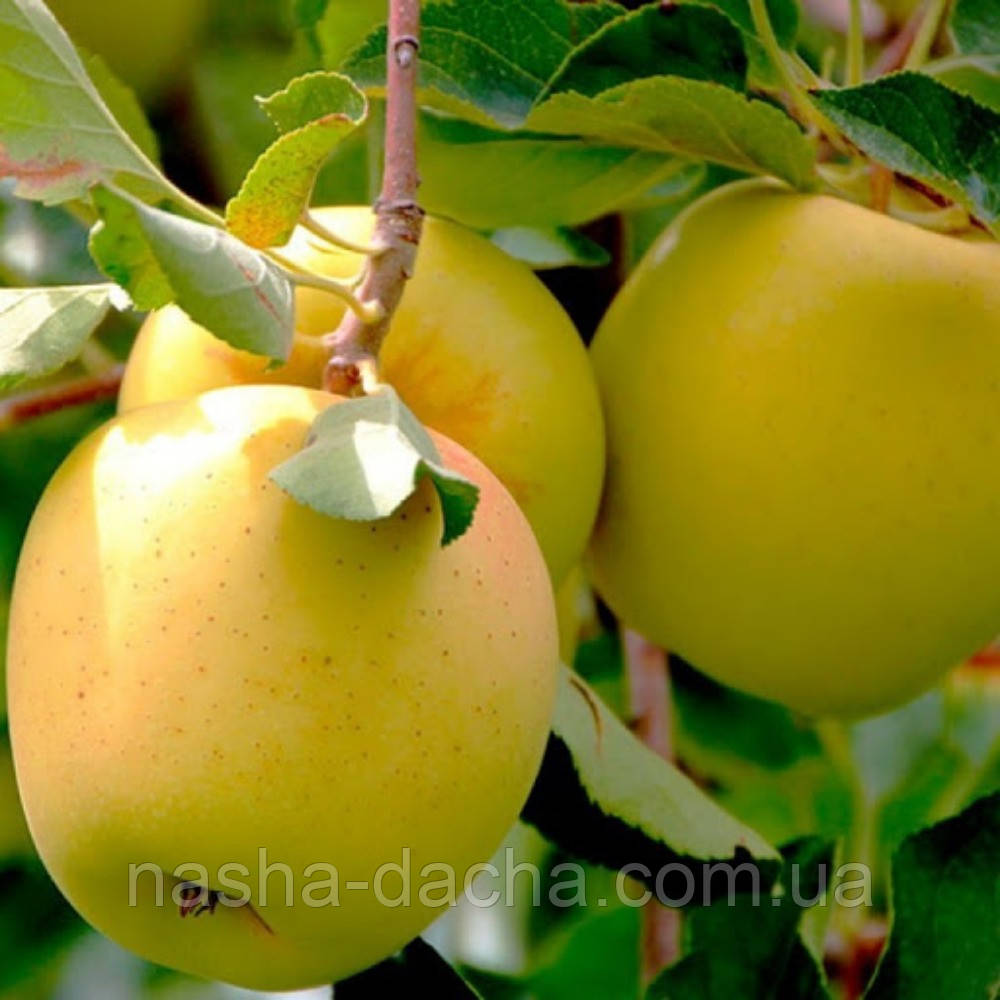 Яблуня Голден Резистент (осіння)