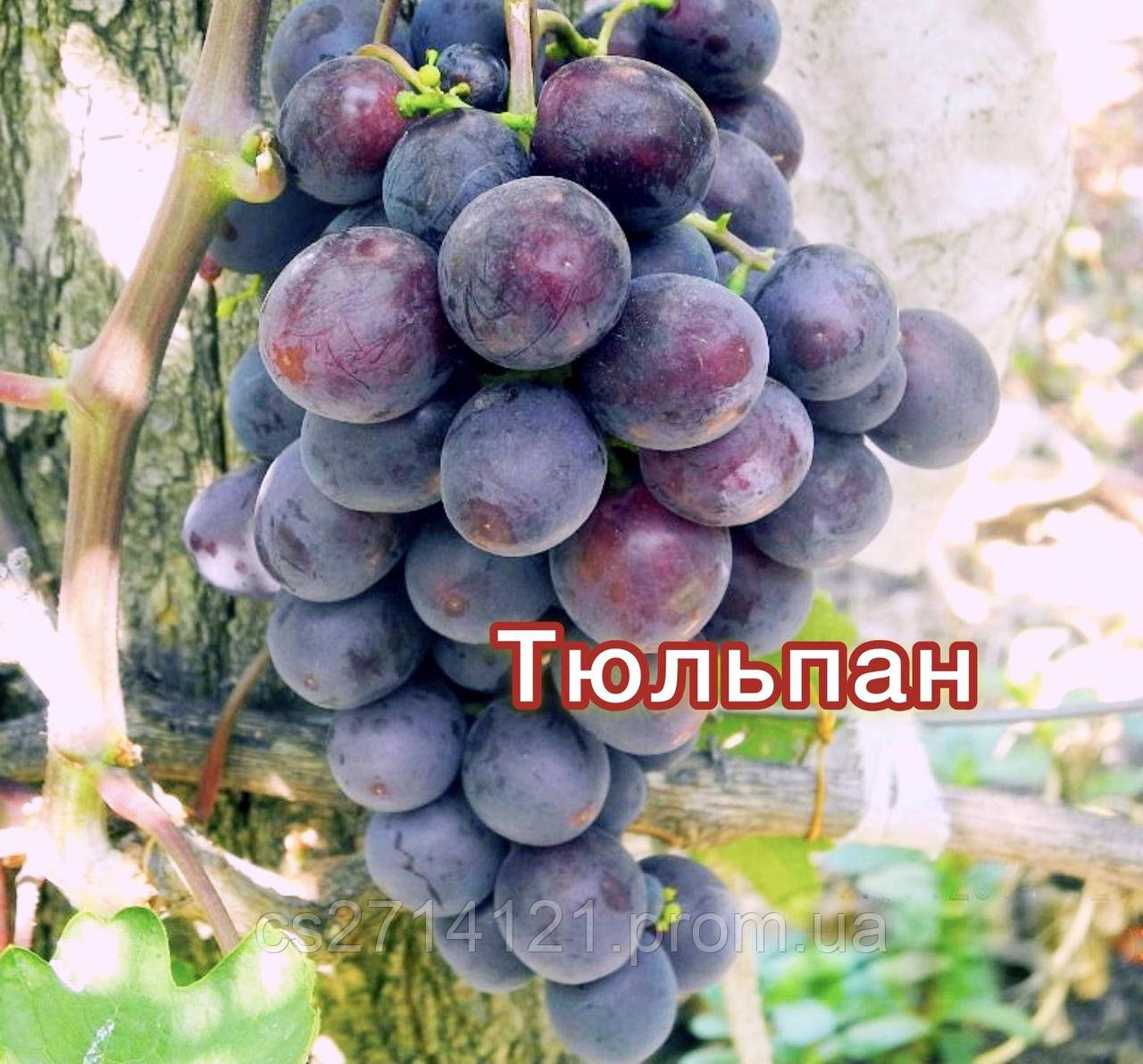 Тюльпан