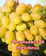 Арсеніївський (кишмиш)