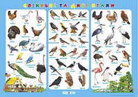 Свійські та дикі птахи. Плакат